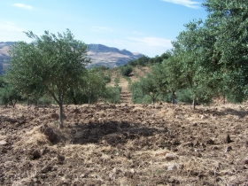 Agrobiologica Cirrincione di Faraci Antonella - Agrobiologica Cirrincione