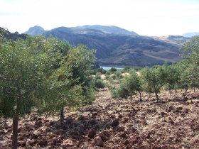 THE "SANTA ROSALIA" - Agrobiologica Cirrincione